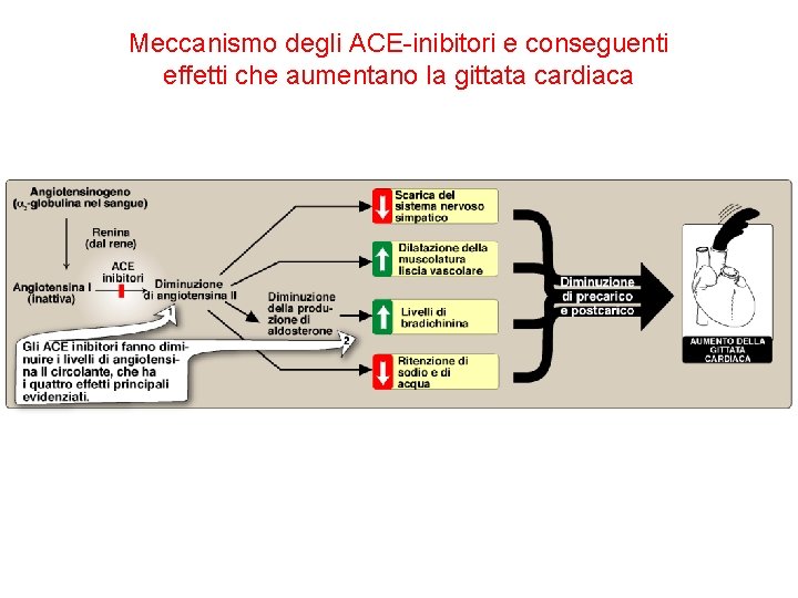 Meccanismo degli ACE-inibitori e conseguenti effetti che aumentano la gittata cardiaca 