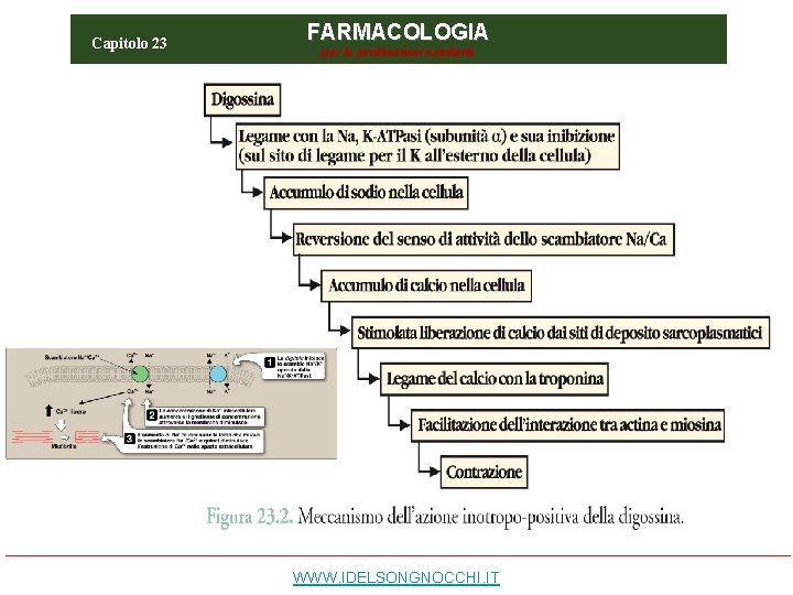 Capitolo 23 FARMACOLOGIA per le professioni sanitarie WWW. IDELSONGNOCCHI. IT 