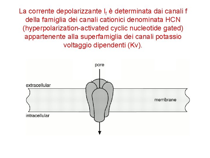 La corrente depolarizzante If è determinata dai canali f della famiglia dei canali cationici