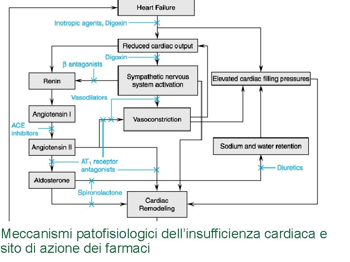 Meccanismi patofisiologici dell’insufficienza cardiaca e sito di azione dei farmaci 