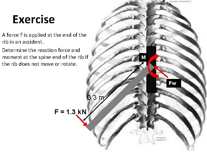 Exercise A force F is applied at the end of the rib in an