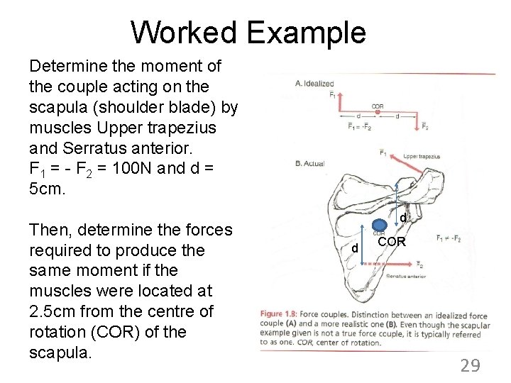 Worked Example Determine the moment of the couple acting on the scapula (shoulder blade)