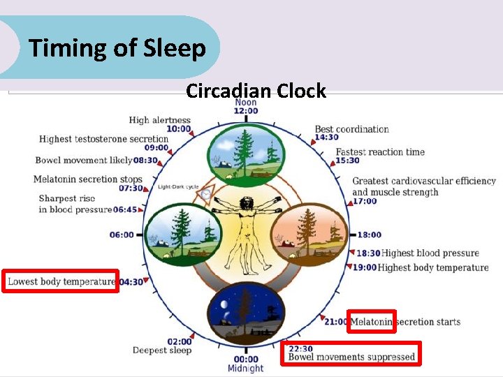 Timing of Sleep Circadian Clock Hypothalamus Production of Chemicals in deep sleep ROS, SOD