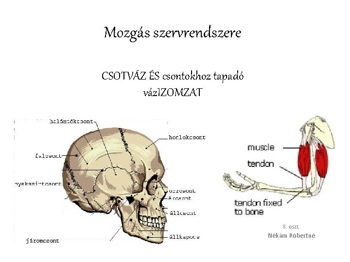 Mozgás szervrendszere CSOTVÁZ ÉS csontokhoz tapadó váz. IZOMZAT 8. oszt. Nékám Róbertné 