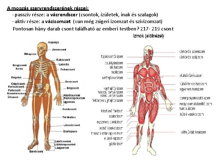  A mozgás szervrendszerének részei: - passzív része: a vázrendszer (csontok, ízületek, inak és