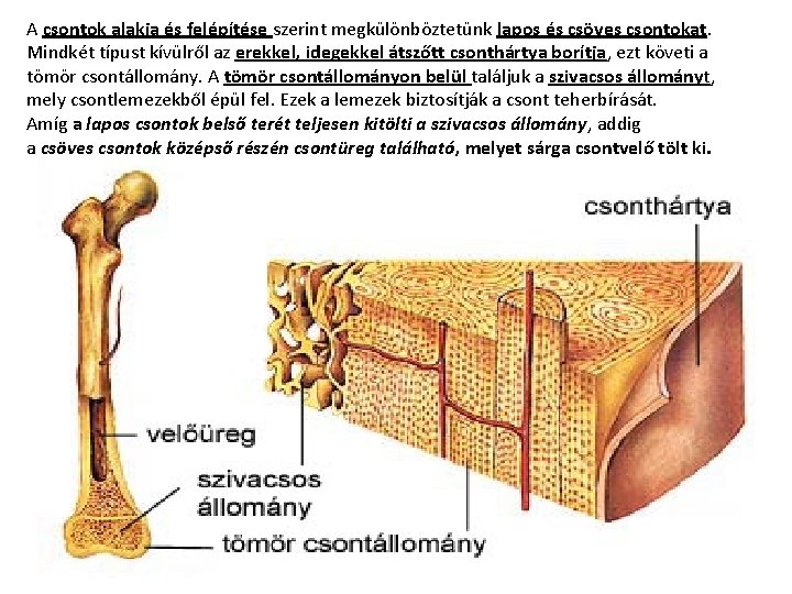 A csontok alakja és felépítése szerint megkülönböztetünk lapos és csöves csontokat. Mindkét típust kívülről
