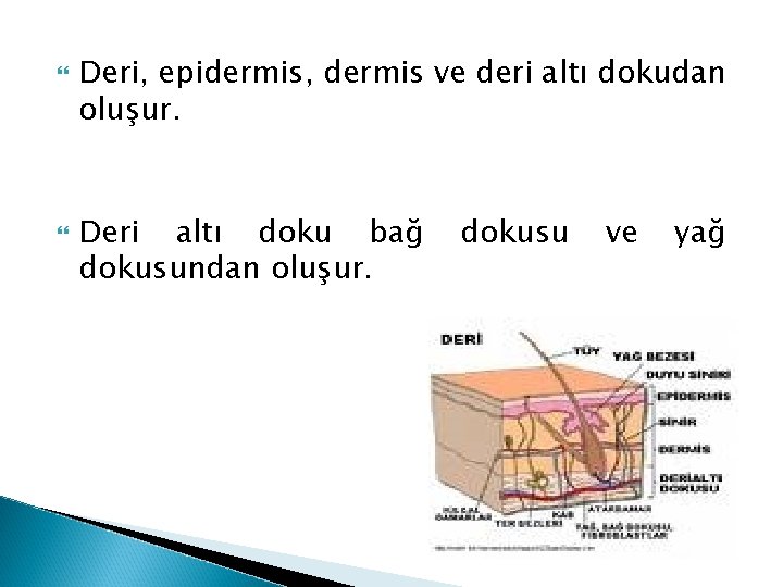  Deri, epidermis, dermis ve deri altı dokudan oluşur. Deri altı doku bağ dokusundan