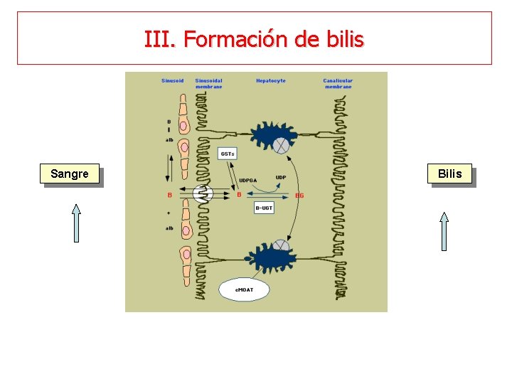 III. Formación de bilis Sangre Bilis 