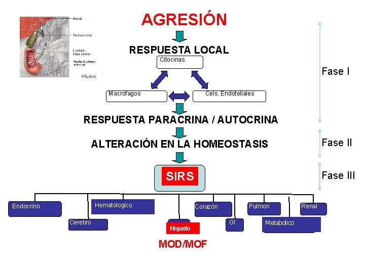 AGRESIÓN RESPUESTA LOCAL Citocinas Fase I Macrofagos Cels. Endoteliales RESPUESTA PARACRINA / AUTOCRINA ALTERACIÓN