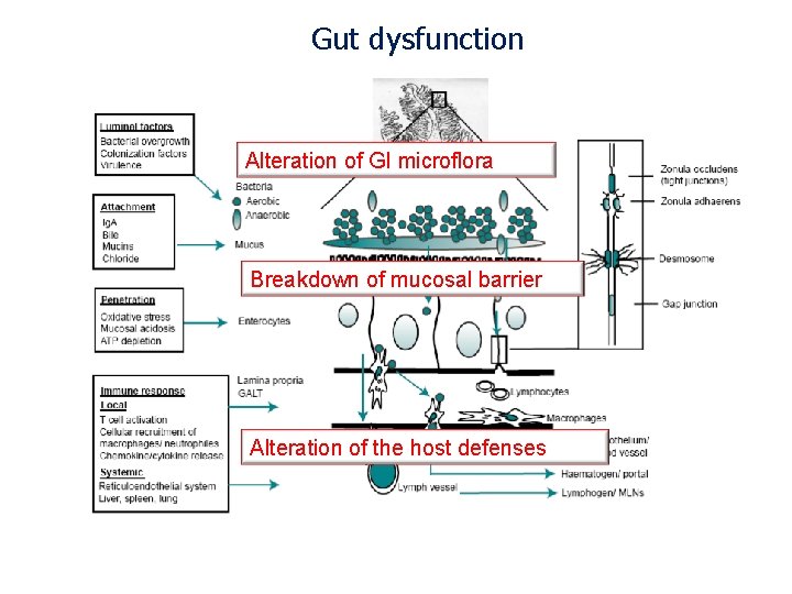 Gut dysfunction Alteration of GI microflora Breakdown of mucosal barrier Alteration of the host