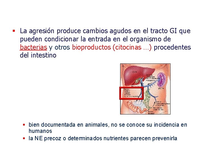 § La agresión produce cambios agudos en el tracto GI que pueden condicionar la