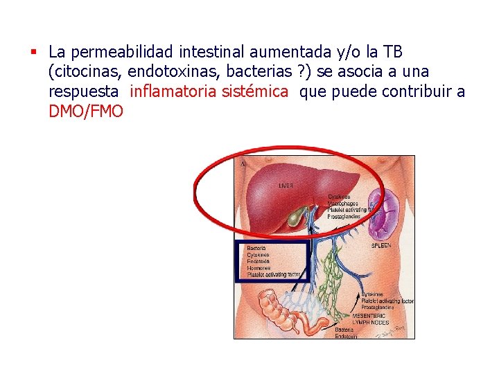 § La permeabilidad intestinal aumentada y/o la TB (citocinas, endotoxinas, bacterias ? ) se