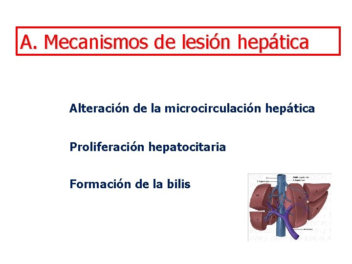 A. Mecanismos de lesión hepática Alteración de la microcirculación hepática Proliferación hepatocitaria Formación de