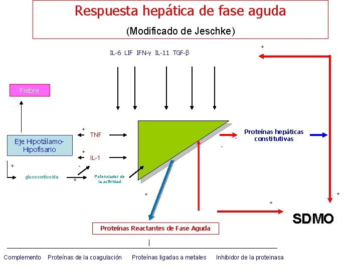 Respuesta hepática de fase aguda (Modificado de Jeschke) + IL-6 LIF IFN-γ IL-11 TGF-β