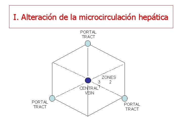 I. Alteración de la microcirculación hepática PORTAL TRACT ZONES 3 2 CENTRAL 1 VEIN