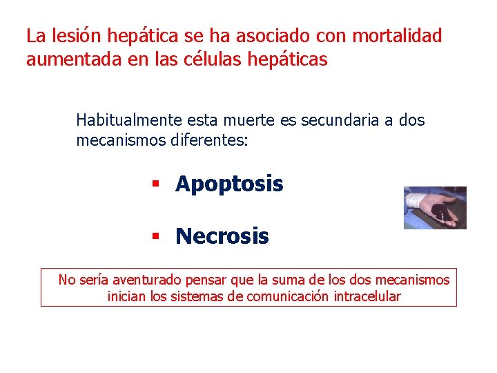 La lesión hepática se ha asociado con mortalidad aumentada en las células hepáticas Habitualmente
