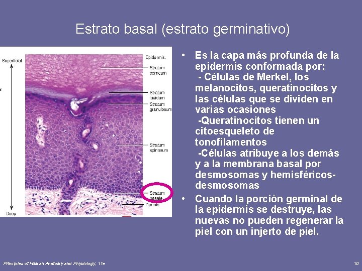  Estrato basal (estrato germinativo) • Es la capa más profunda de la epidermis