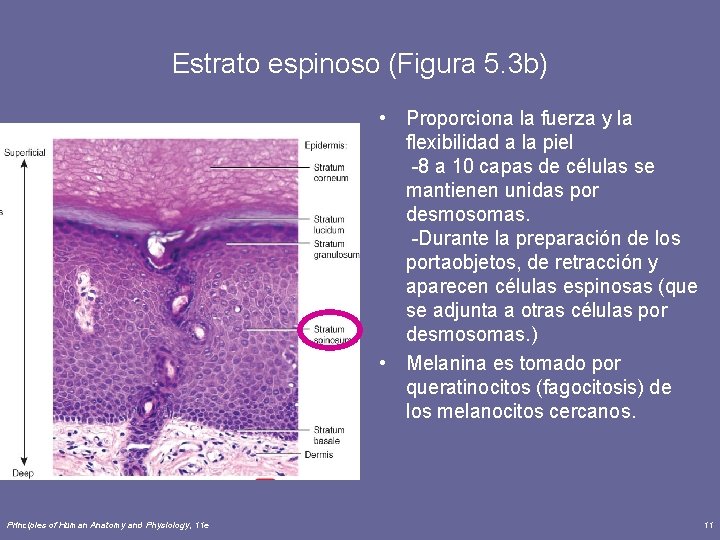 Estrato espinoso (Figura 5. 3 b) • Proporciona la fuerza y la flexibilidad a