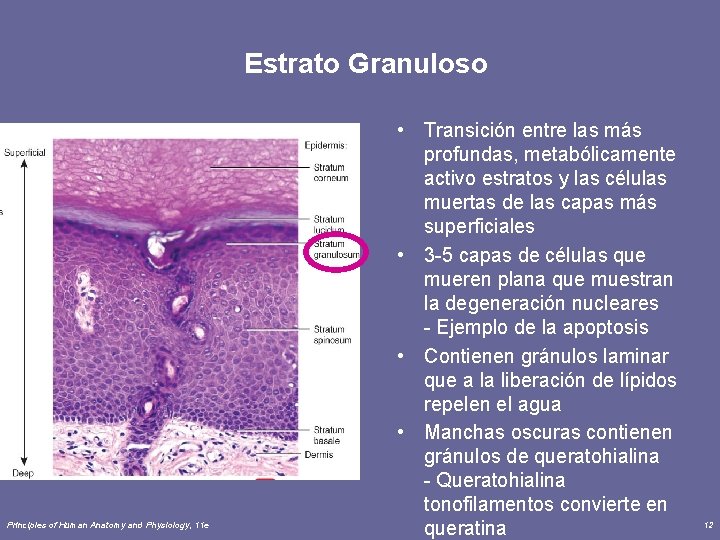 Estrato Granuloso Principles of Human Anatomy and Physiology, 11 e • Transición entre las