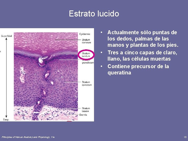 Estrato lucido • Actualmente sólo puntas de los dedos, palmas de las manos y