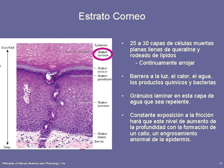 Estrato Corneo • 25 a 30 capas de células muertas planas llenas de queratina