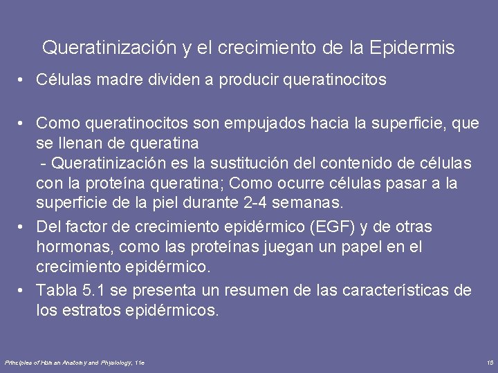 Queratinización y el crecimiento de la Epidermis • Células madre dividen a producir queratinocitos