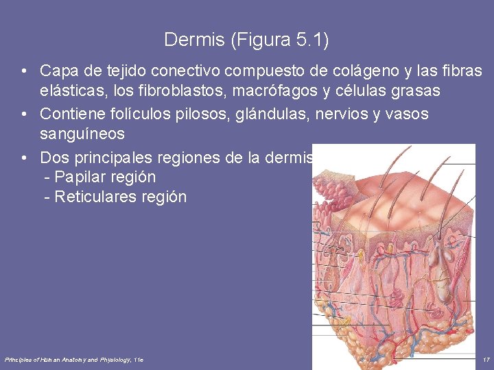 Dermis (Figura 5. 1) • Capa de tejido conectivo compuesto de colágeno y las