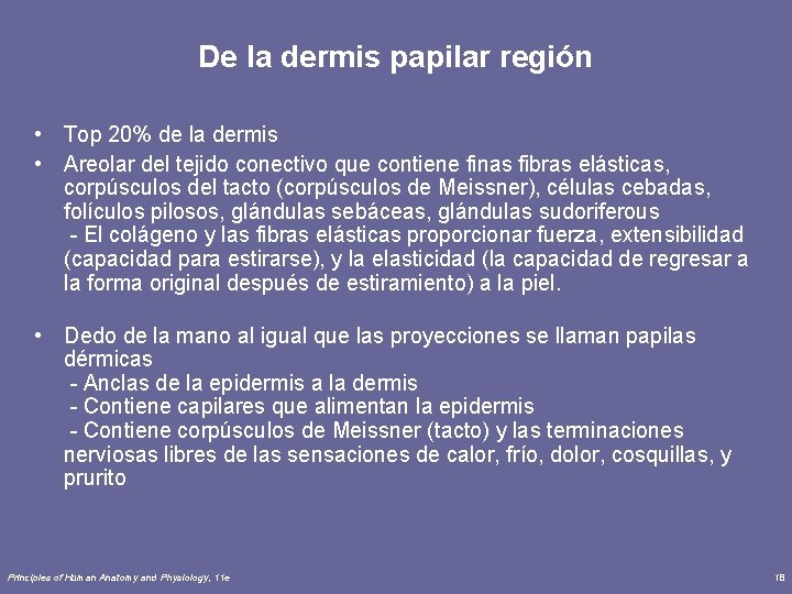 De la dermis papilar región • Top 20% de la dermis • Areolar del