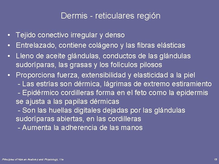  Dermis - reticulares región • Tejido conectivo irregular y denso • Entrelazado, contiene