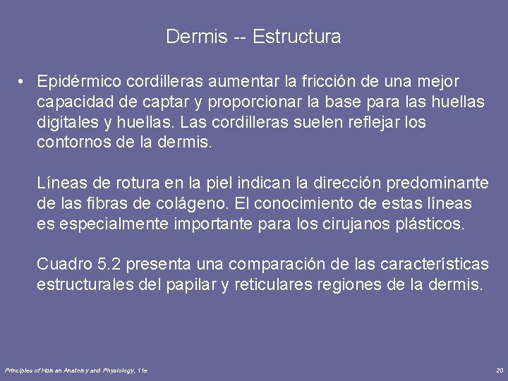 Dermis -- Estructura • Epidérmico cordilleras aumentar la fricción de una mejor capacidad de