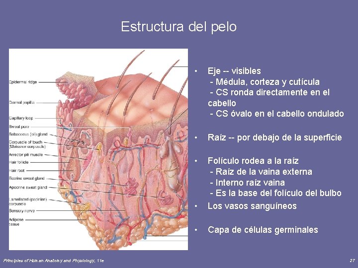 Estructura del pelo Principles of Human Anatomy and Physiology, 11 e • Eje --