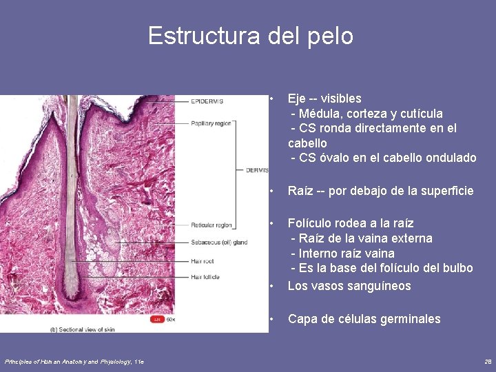  Estructura del pelo Principles of Human Anatomy and Physiology, 11 e • Eje