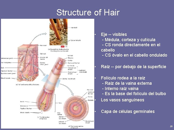  Structure of Hair Principles of Human Anatomy and Physiology, 11 e • Eje