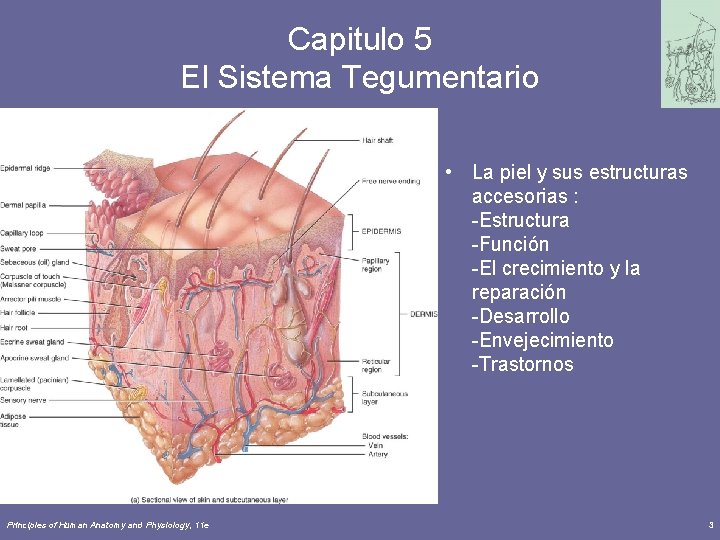 Capitulo 5 El Sistema Tegumentario • La piel y sus estructuras accesorias : -Estructura