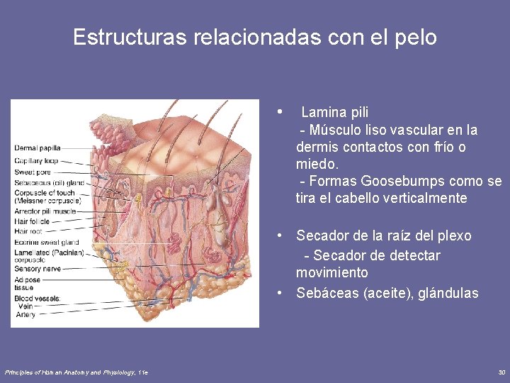 Estructuras relacionadas con el pelo • Lamina pili - Músculo liso vascular en la