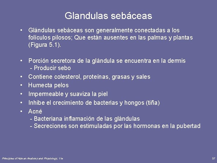 Glandulas sebáceas • Glándulas sebáceas son generalmente conectadas a los folículos pilosos; Que están