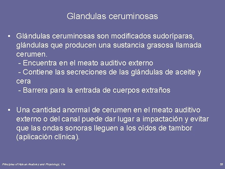 Glandulas ceruminosas • Glándulas ceruminosas son modificados sudoríparas, glándulas que producen una sustancia grasosa