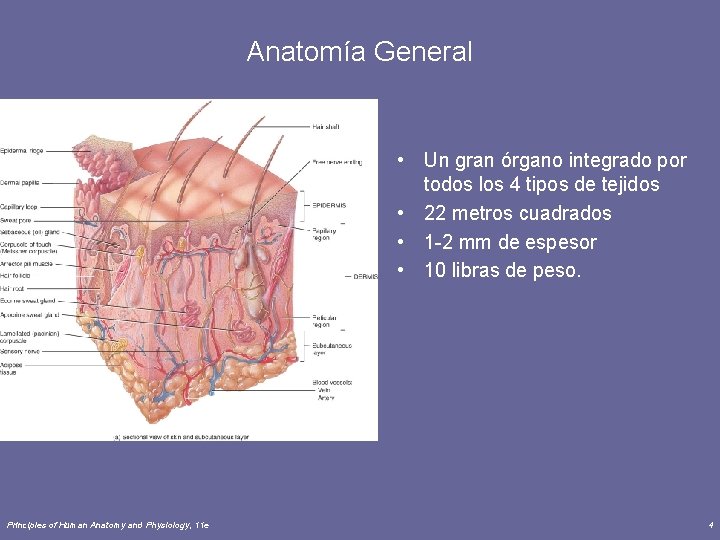 Anatomía General • Un gran órgano integrado por todos los 4 tipos de tejidos