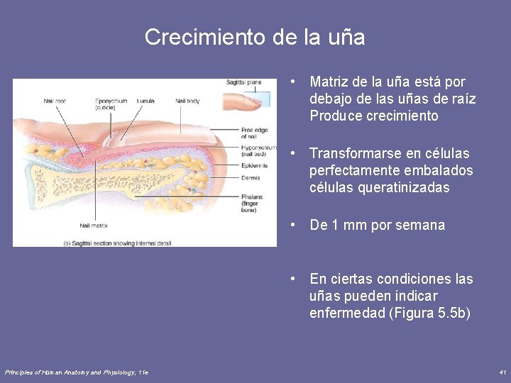 Crecimiento de la uña • Matriz de la uña está por debajo de las