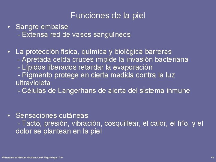 Funciones de la piel • Sangre embalse - Extensa red de vasos sanguíneos •