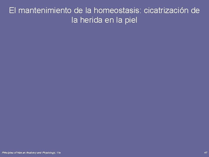 El mantenimiento de la homeostasis: cicatrización de la herida en la piel Principles of