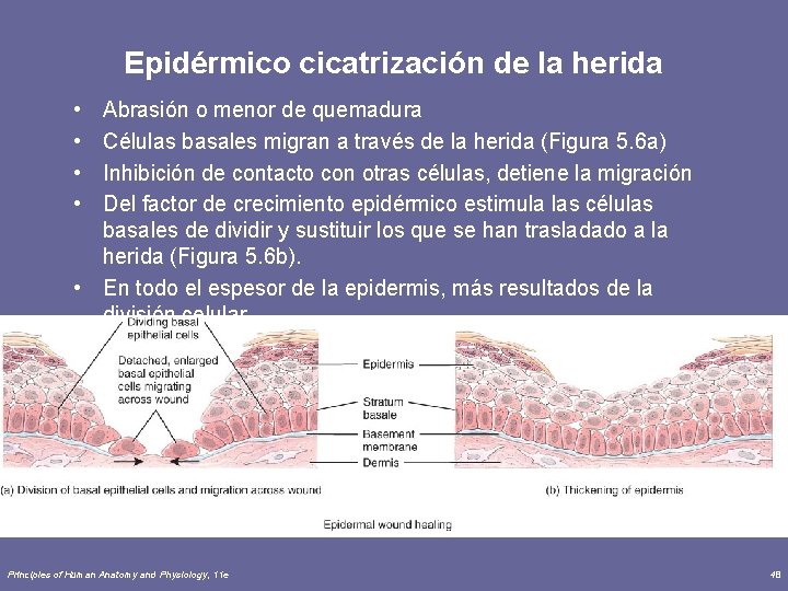 Epidérmico cicatrización de la herida • • Abrasión o menor de quemadura Células basales