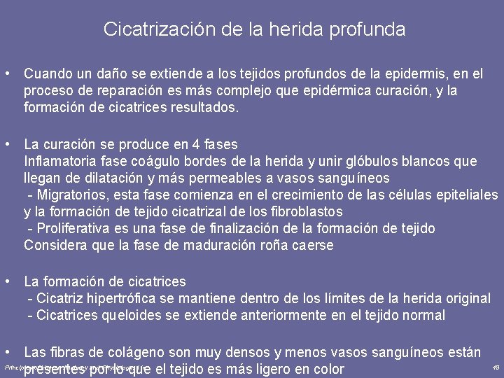  Cicatrización de la herida profunda • Cuando un daño se extiende a los