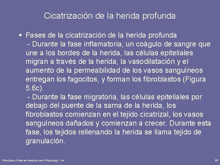 Cicatrización de la herida profunda § Fases de la cicatrización de la herida profunda