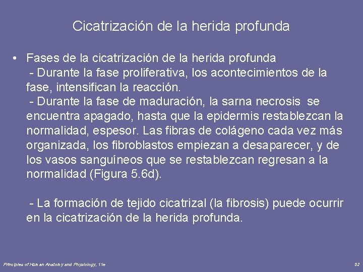 Cicatrización de la herida profunda • Fases de la cicatrización de la herida profunda