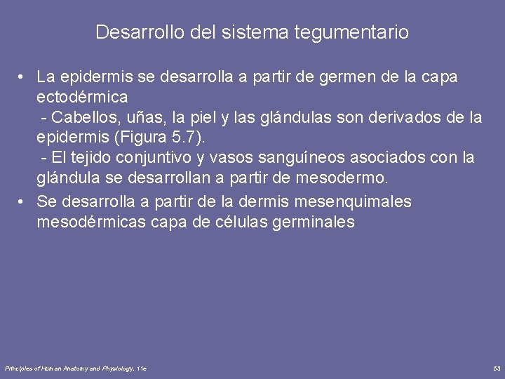 Desarrollo del sistema tegumentario • La epidermis se desarrolla a partir de germen de