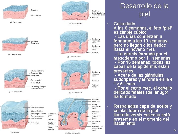 Desarrollo de la piel Principles of Human Anatomy and Physiology, 11 e • Calendario