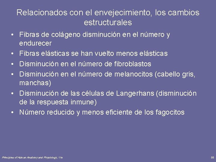 Relacionados con el envejecimiento, los cambios estructurales • Fibras de colágeno disminución en el