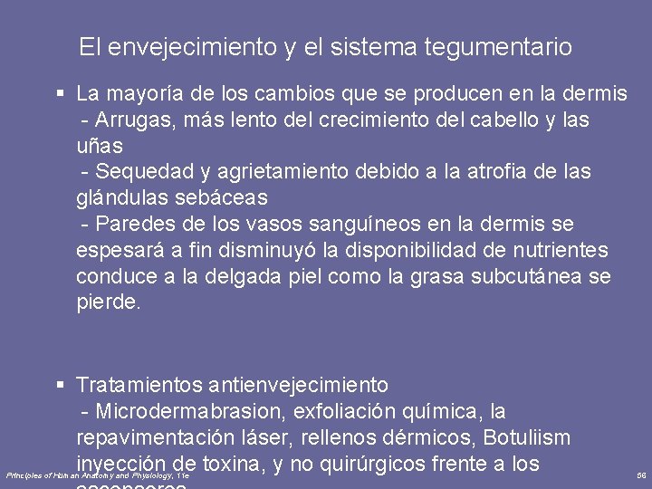 El envejecimiento y el sistema tegumentario § La mayoría de los cambios que se