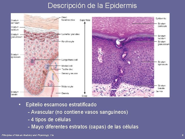 Descripción de la Epidermis • Epitelio escamoso estratificado - Avascular (no contiene vasos sanguíneos)